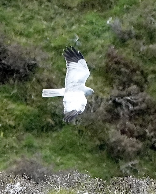 hen harrier